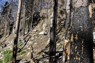 Les Chambres se mettent d'accord sur 70 millions de francs de plus pour les forêts, portant le crédit à 521 millions pour les années 2025 à 2028 (archives). KEYSTONE/JEAN-CHRISTOPHE BOTT